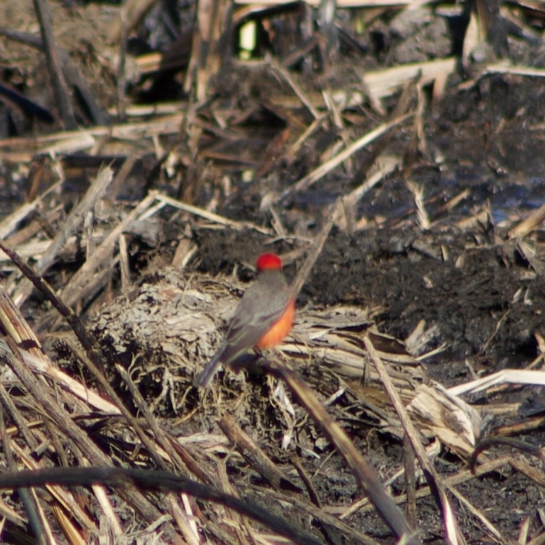 Vermilion Flycatcher - ML626637781