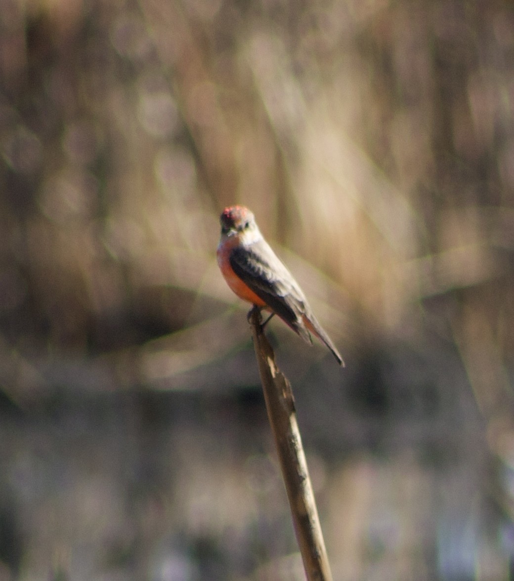 Vermilion Flycatcher - ML626637782