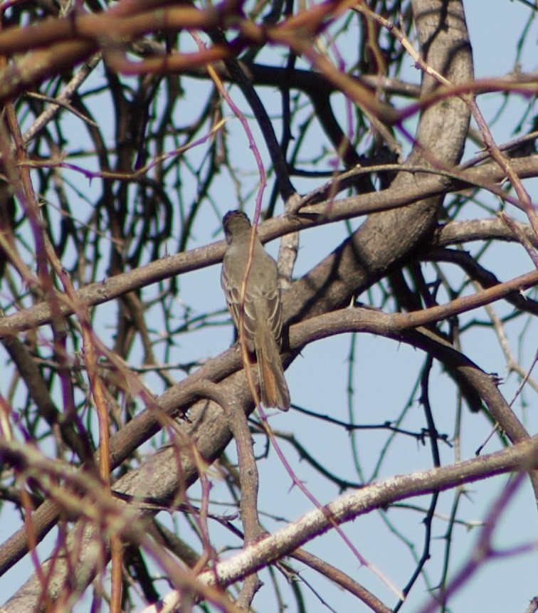 Ash-throated Flycatcher - ML626637785