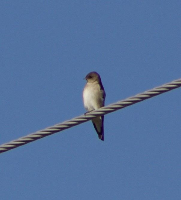 Northern Rough-winged Swallow - ML626637811