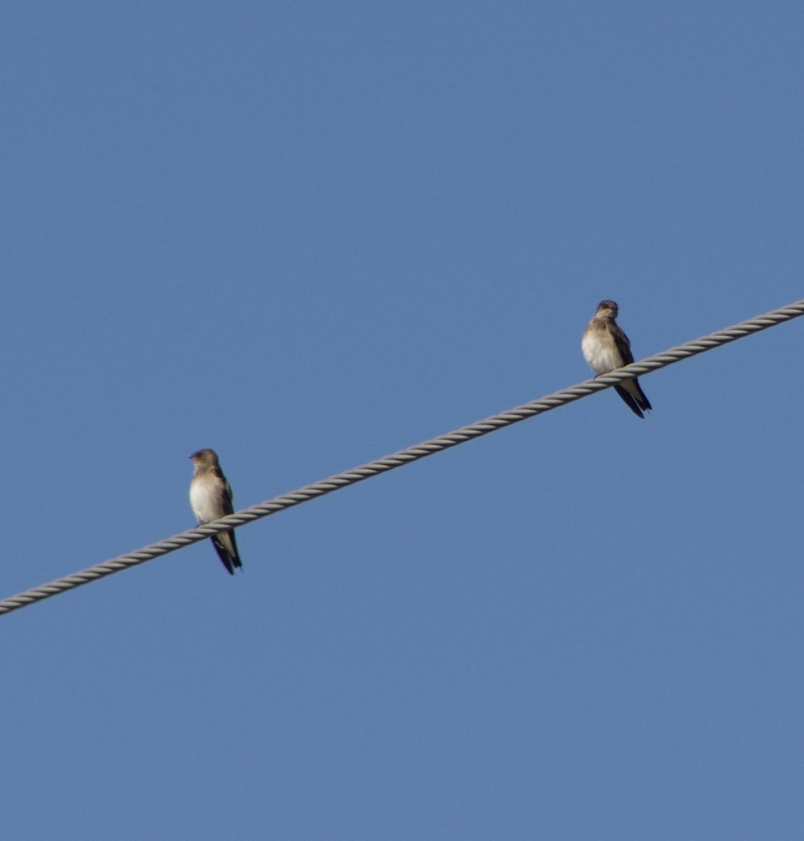 Northern Rough-winged Swallow - ML626637813