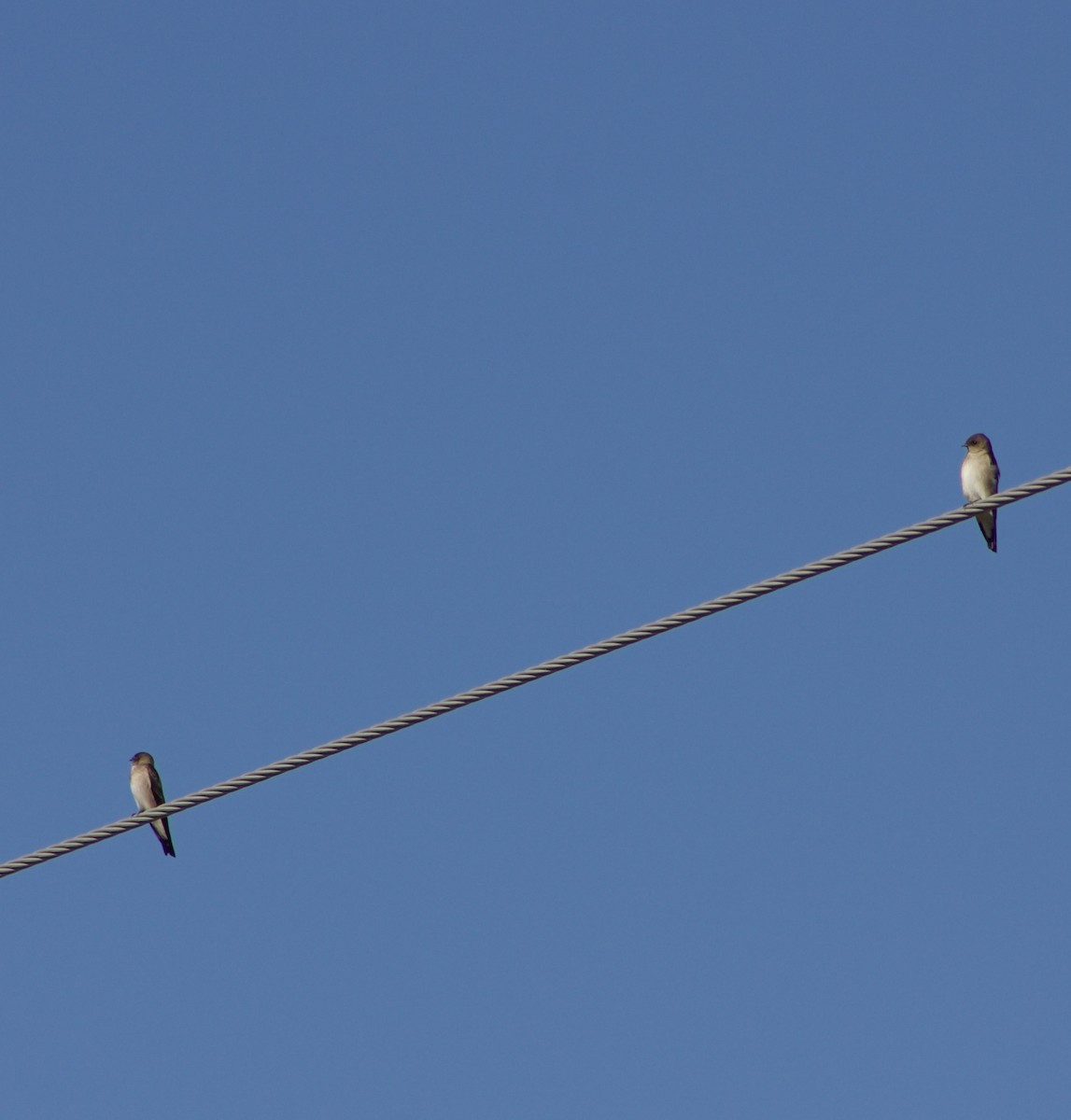 Northern Rough-winged Swallow - ML626637814