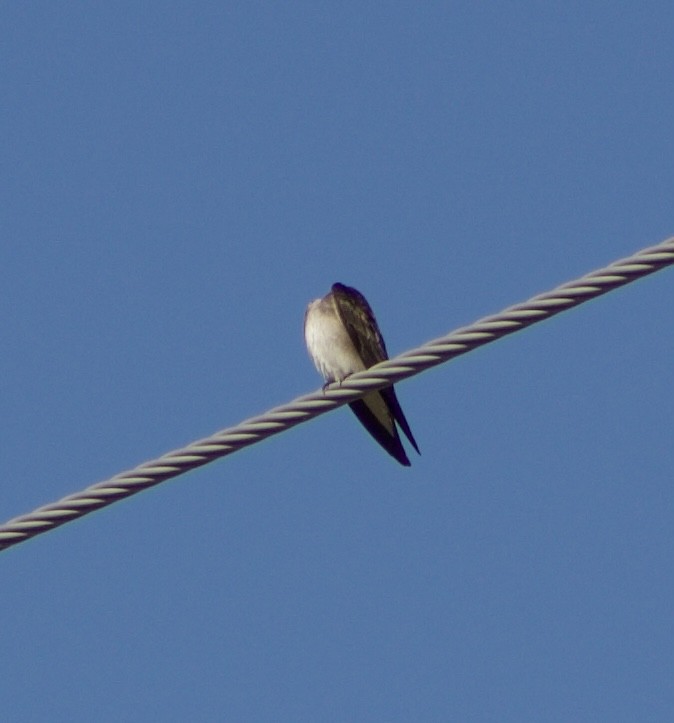 Northern Rough-winged Swallow - ML626637815