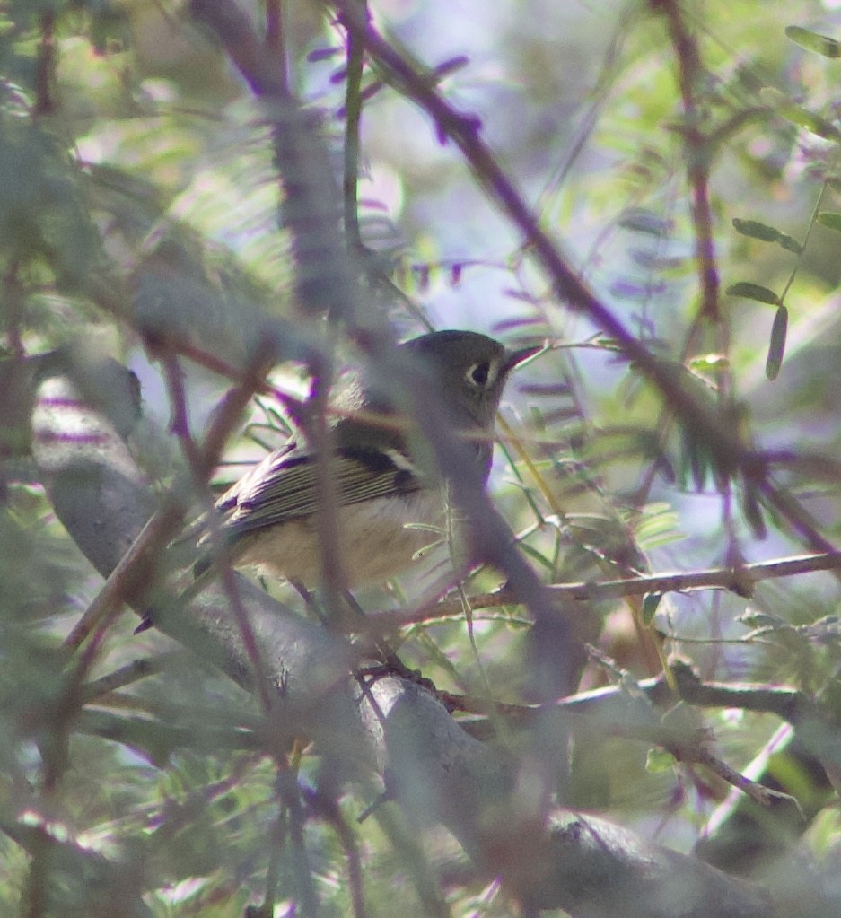 Ruby-crowned Kinglet - ML626637821