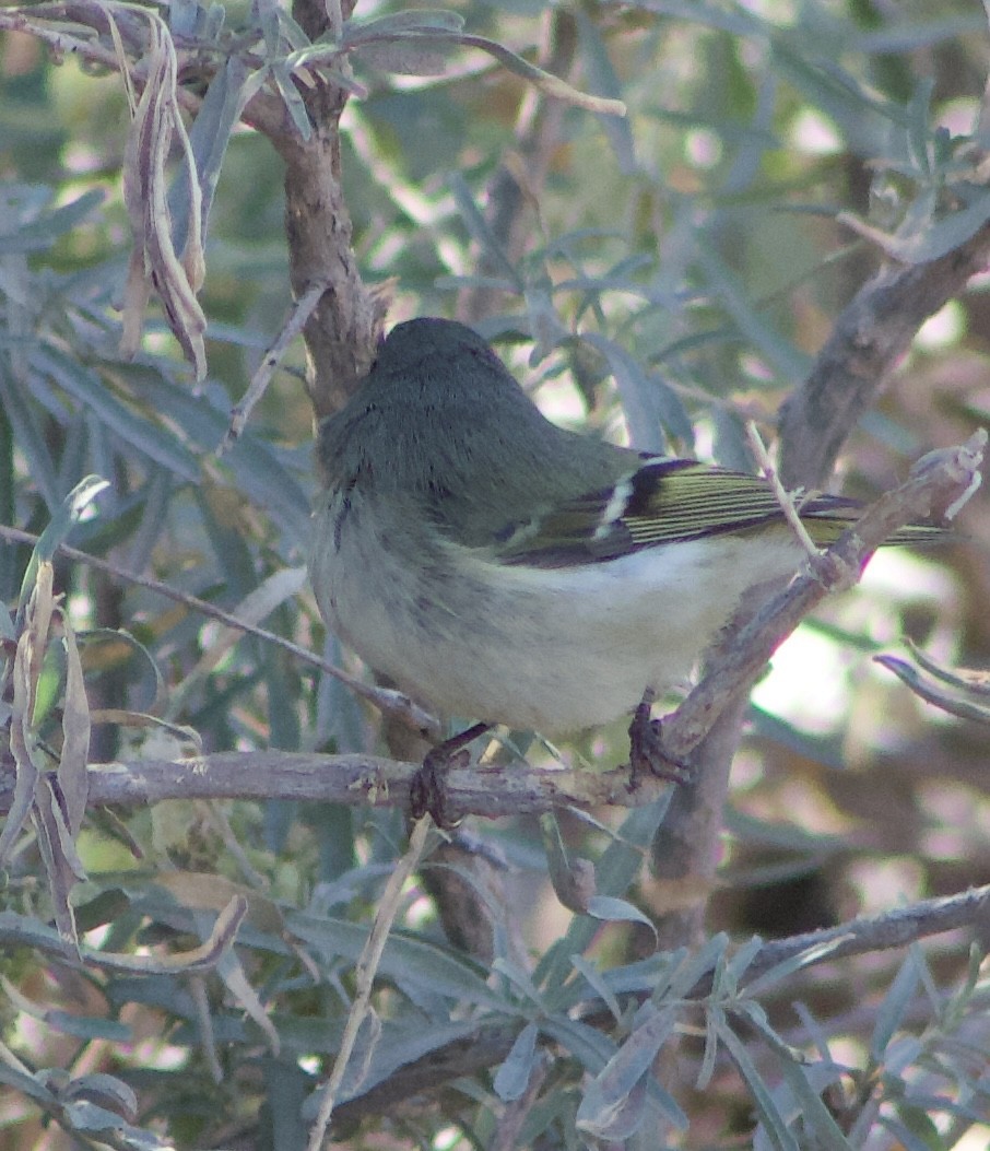 Ruby-crowned Kinglet - ML626637822