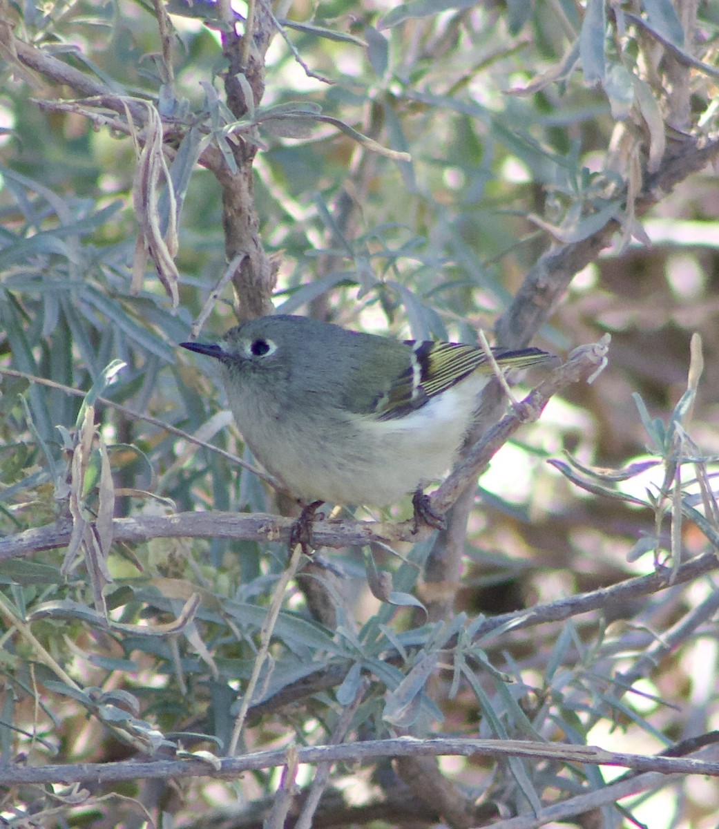 Ruby-crowned Kinglet - ML626637823