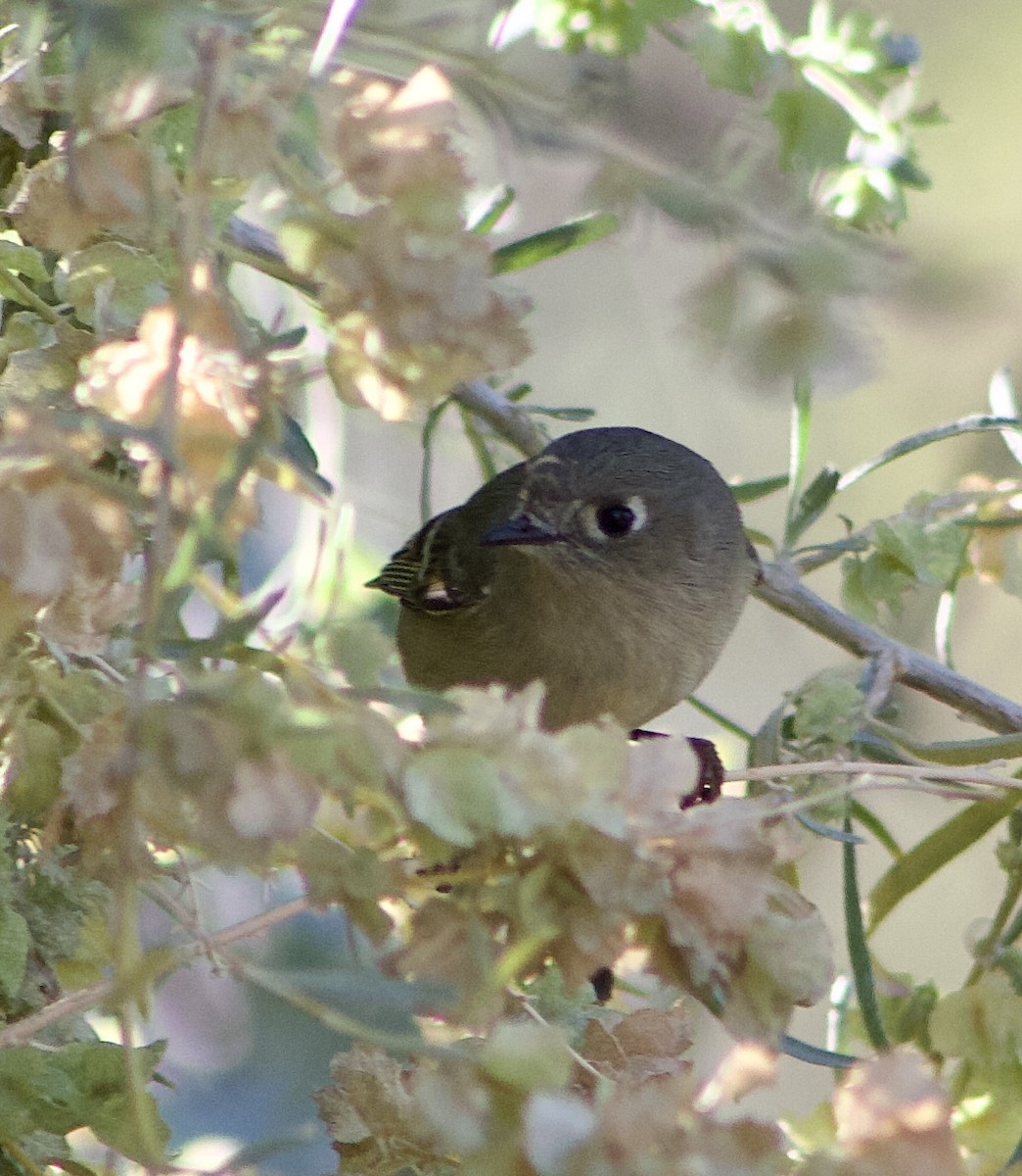 Ruby-crowned Kinglet - ML626637824