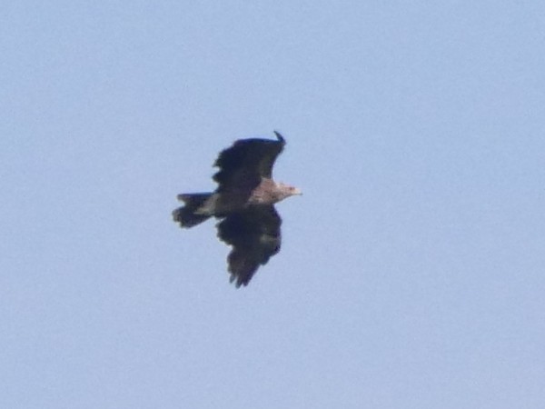 Lesser Spotted Eagle - ML626637832