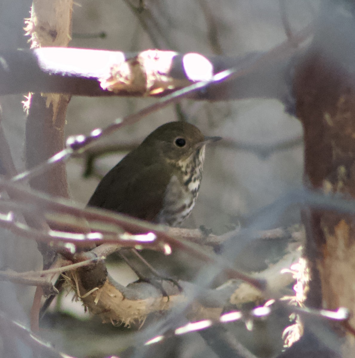 Hermit Thrush - ML626637845