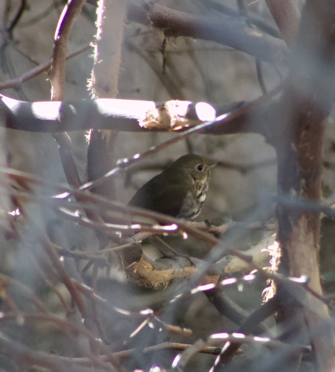 Hermit Thrush - ML626637846