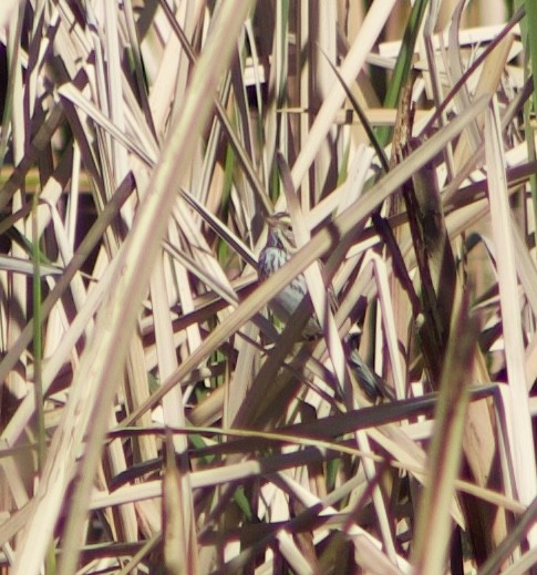 Savannah Sparrow - ML626637862