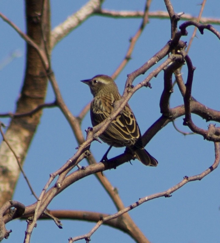 Red-winged Blackbird - ML626637892