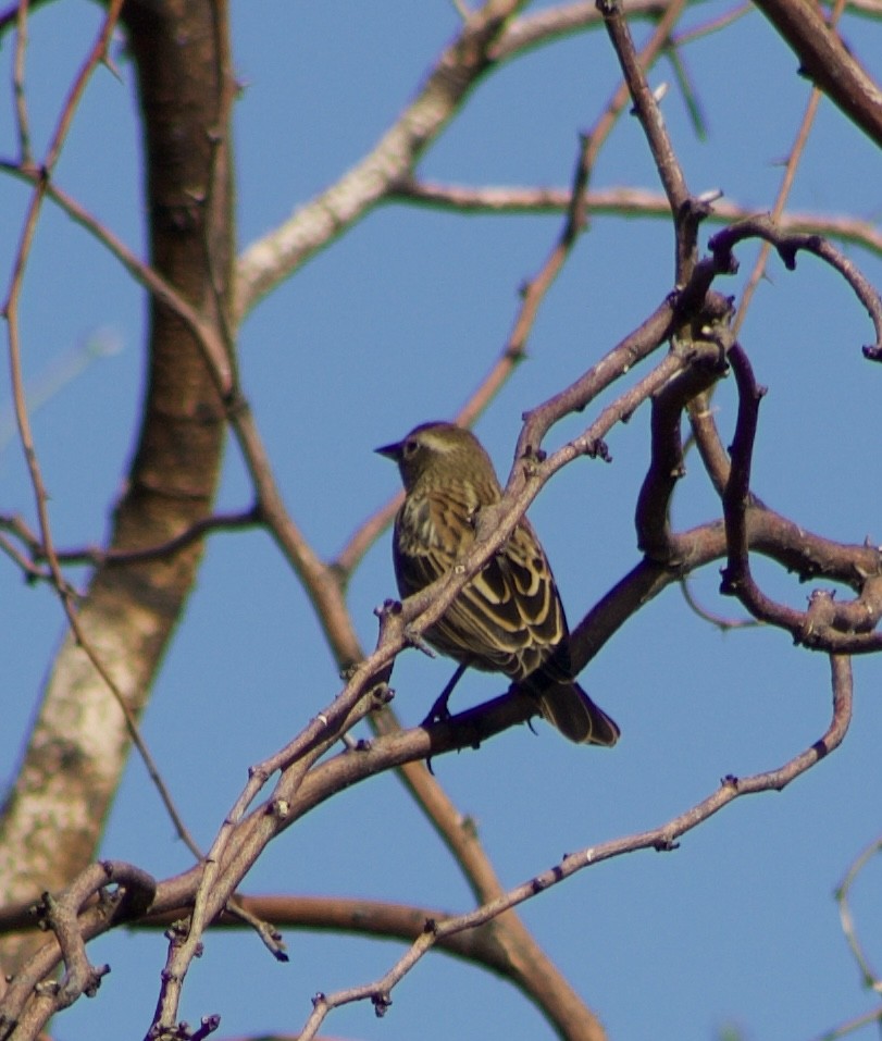 Red-winged Blackbird - ML626637893