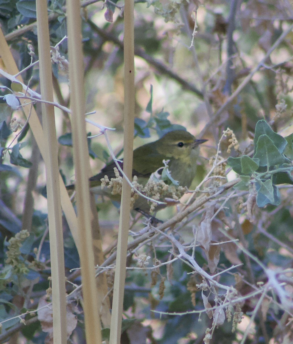 Tennessee Warbler - ML626637903