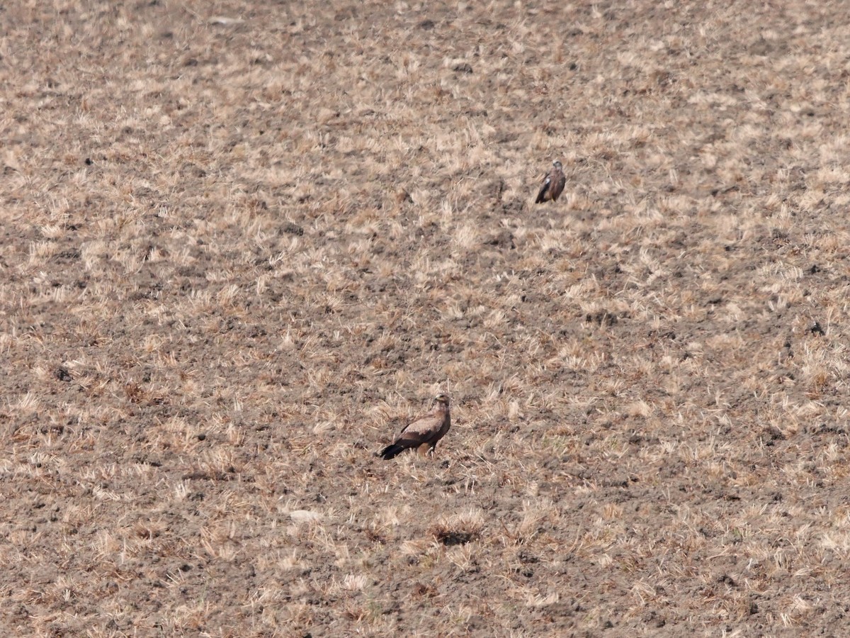 Lesser Spotted Eagle - ML626637946