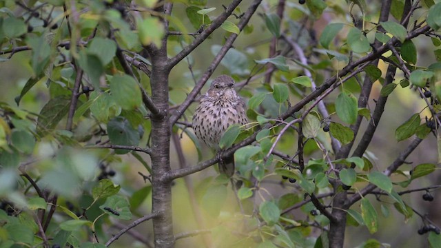 Sage Thrasher - ML626637998