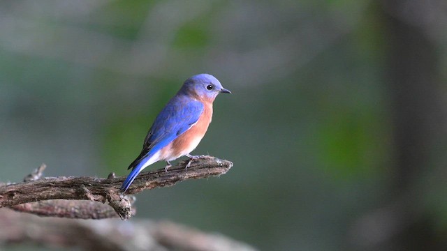 Eastern Bluebird - ML626638017