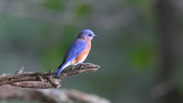 Eastern Bluebird - ML626638019