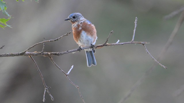 Eastern Bluebird - ML626638021