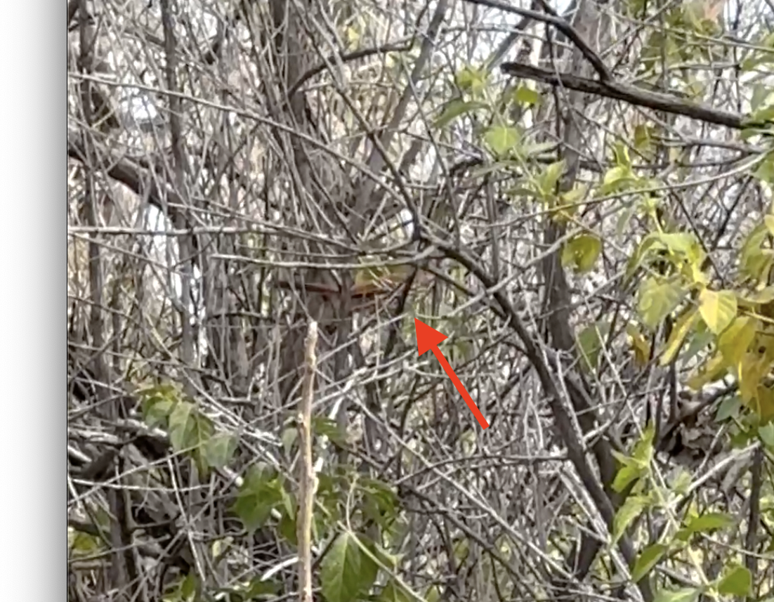 Brown Thrasher - ML626638246