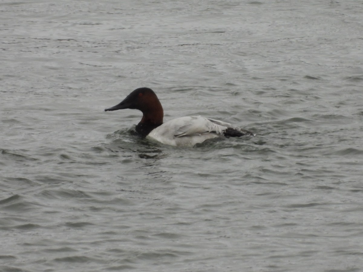Canvasback - ML626638253
