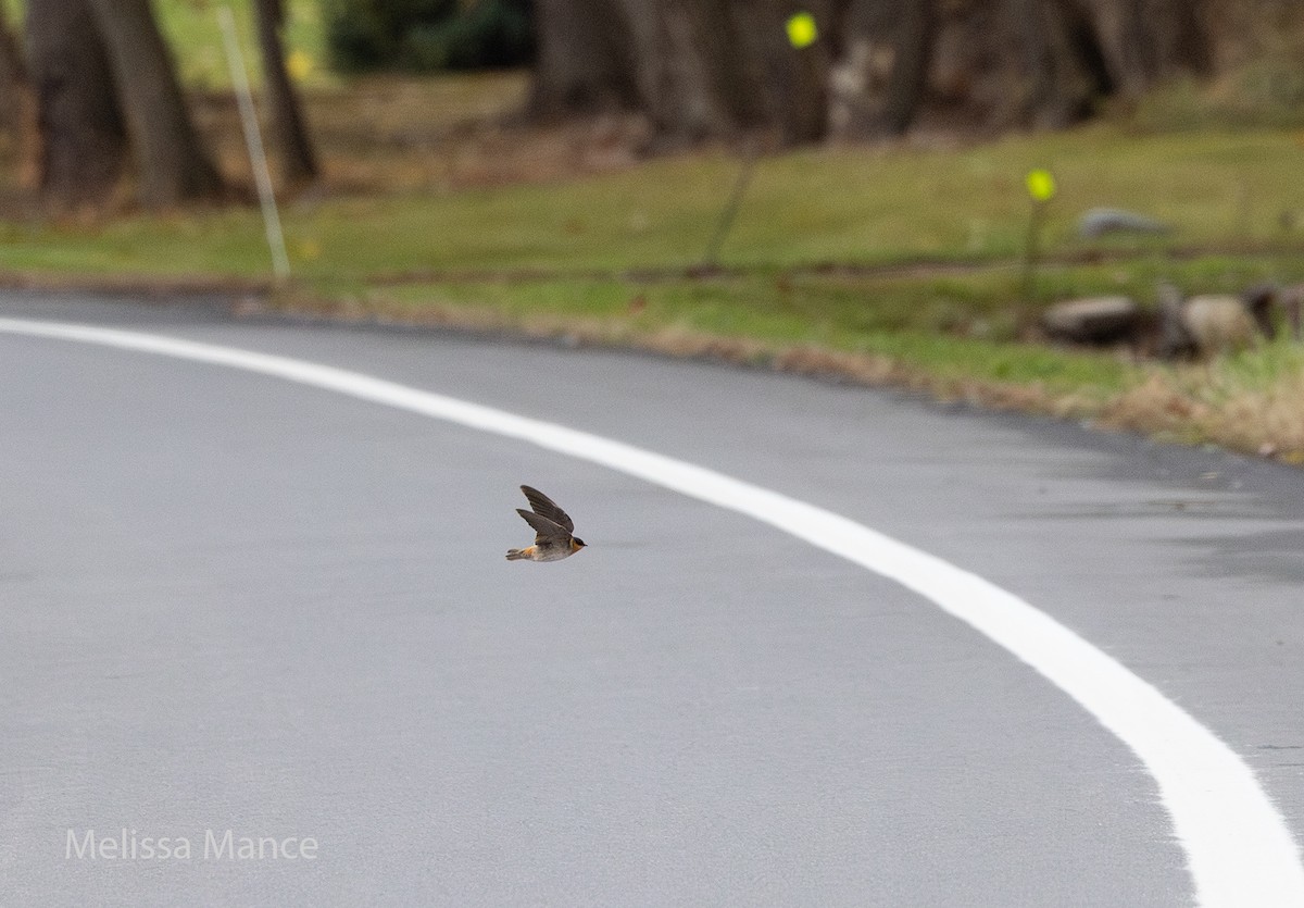 Cave Swallow - ML626638415