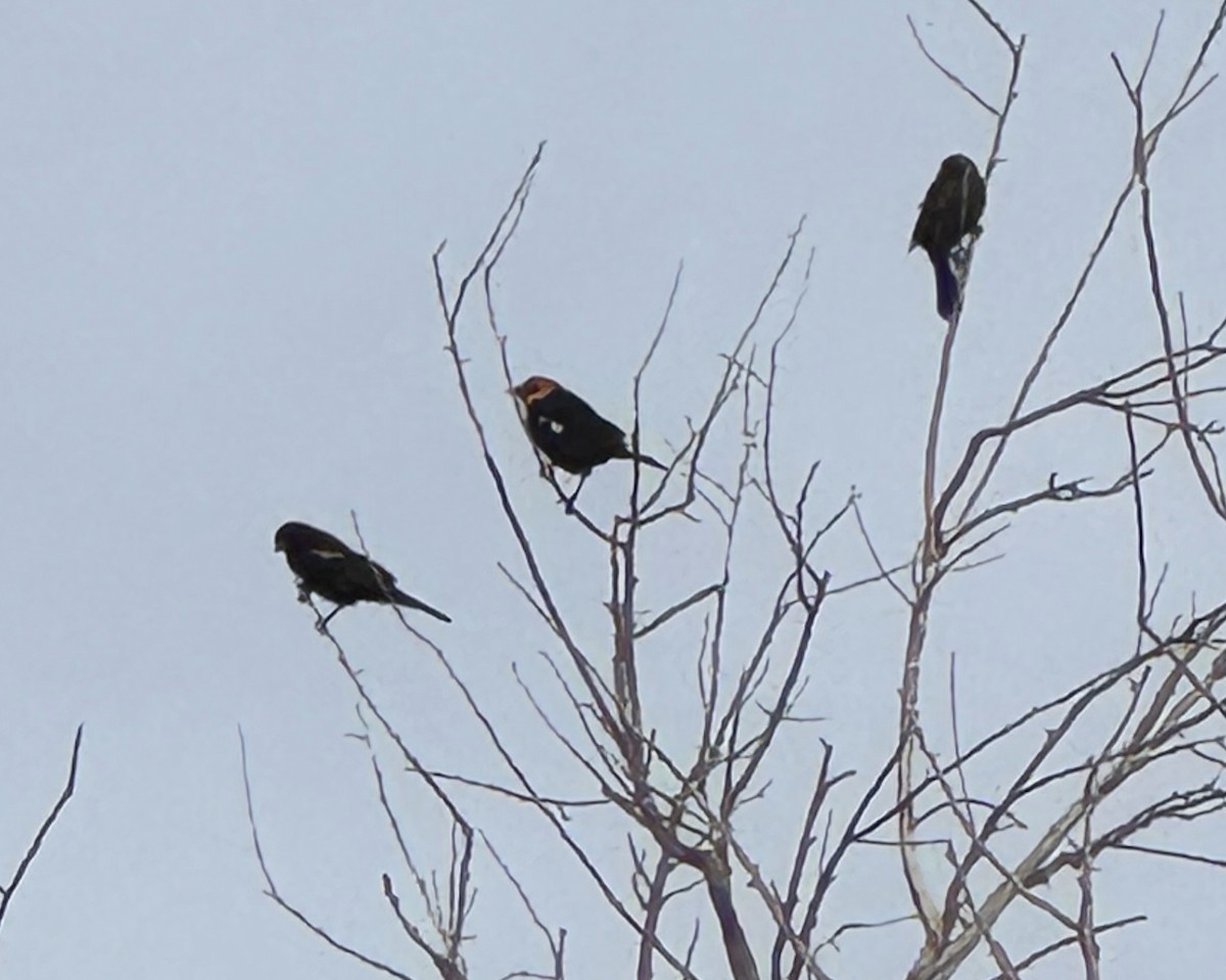 Yellow-headed Blackbird - ML626638428