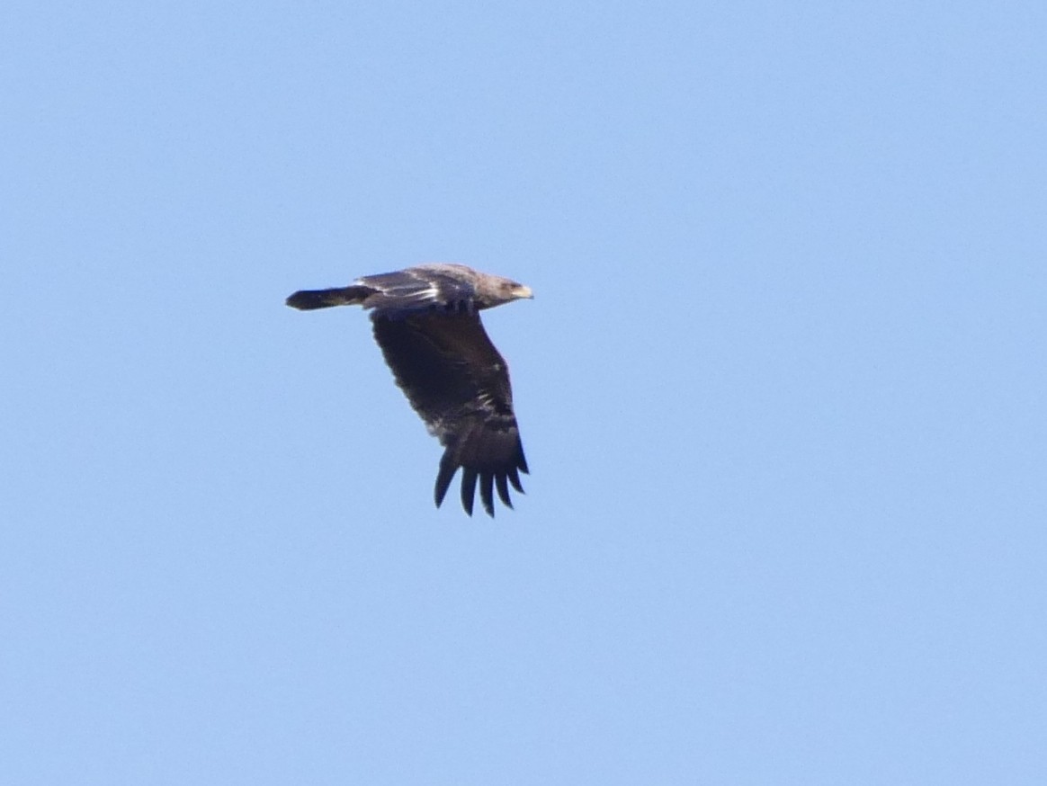 Lesser Spotted Eagle - ML626638744