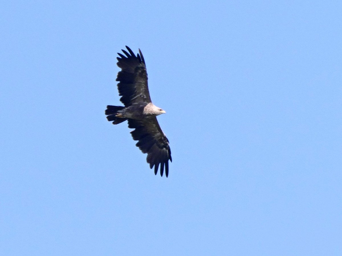 Lesser Spotted Eagle - ML626638745