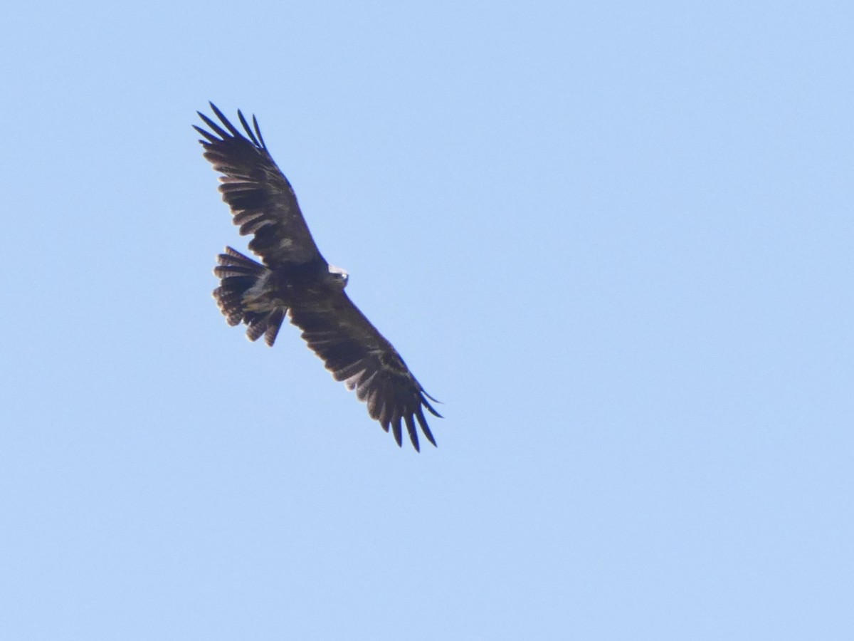 Lesser Spotted Eagle - ML626638746