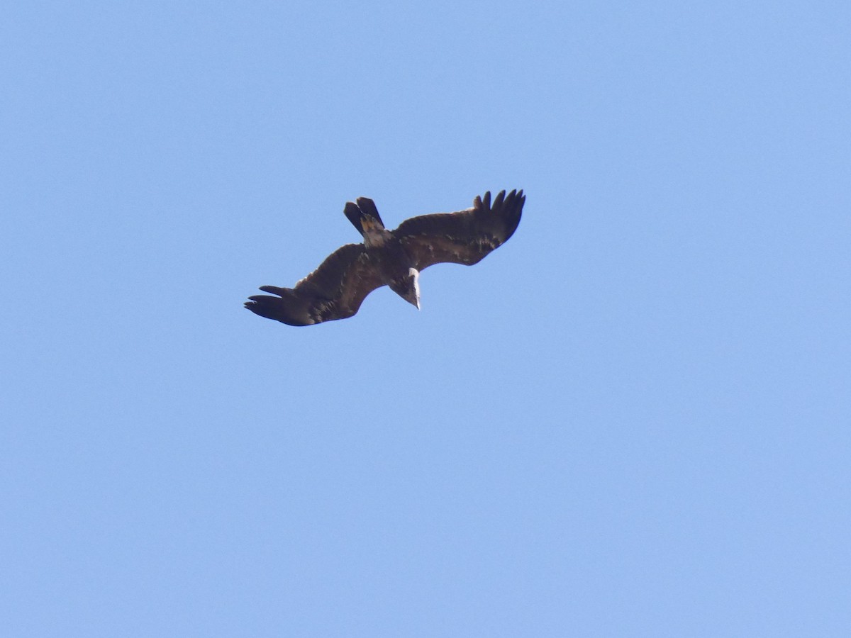 Lesser Spotted Eagle - ML626638747