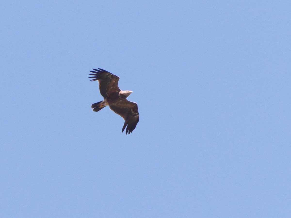 Lesser Spotted Eagle - ML626638748