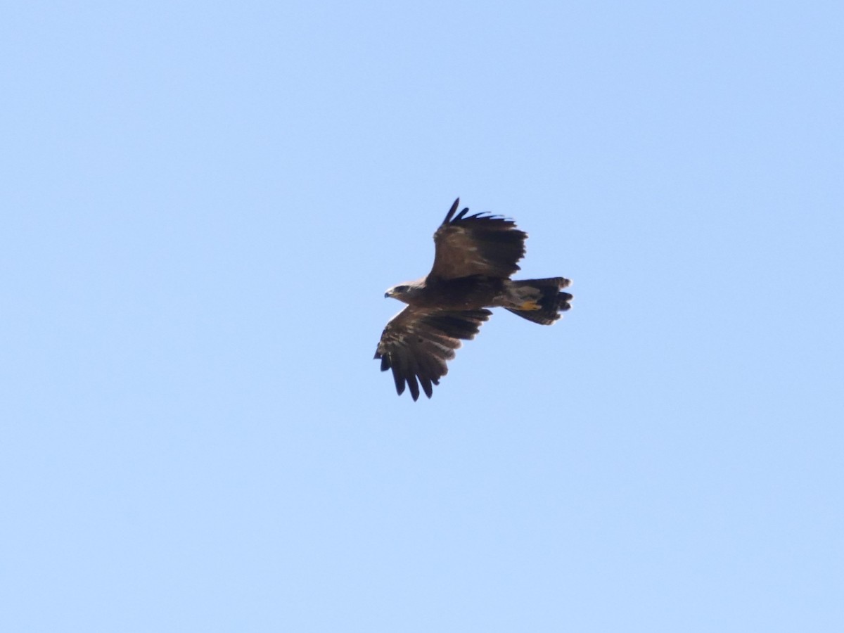 Lesser Spotted Eagle - ML626638749