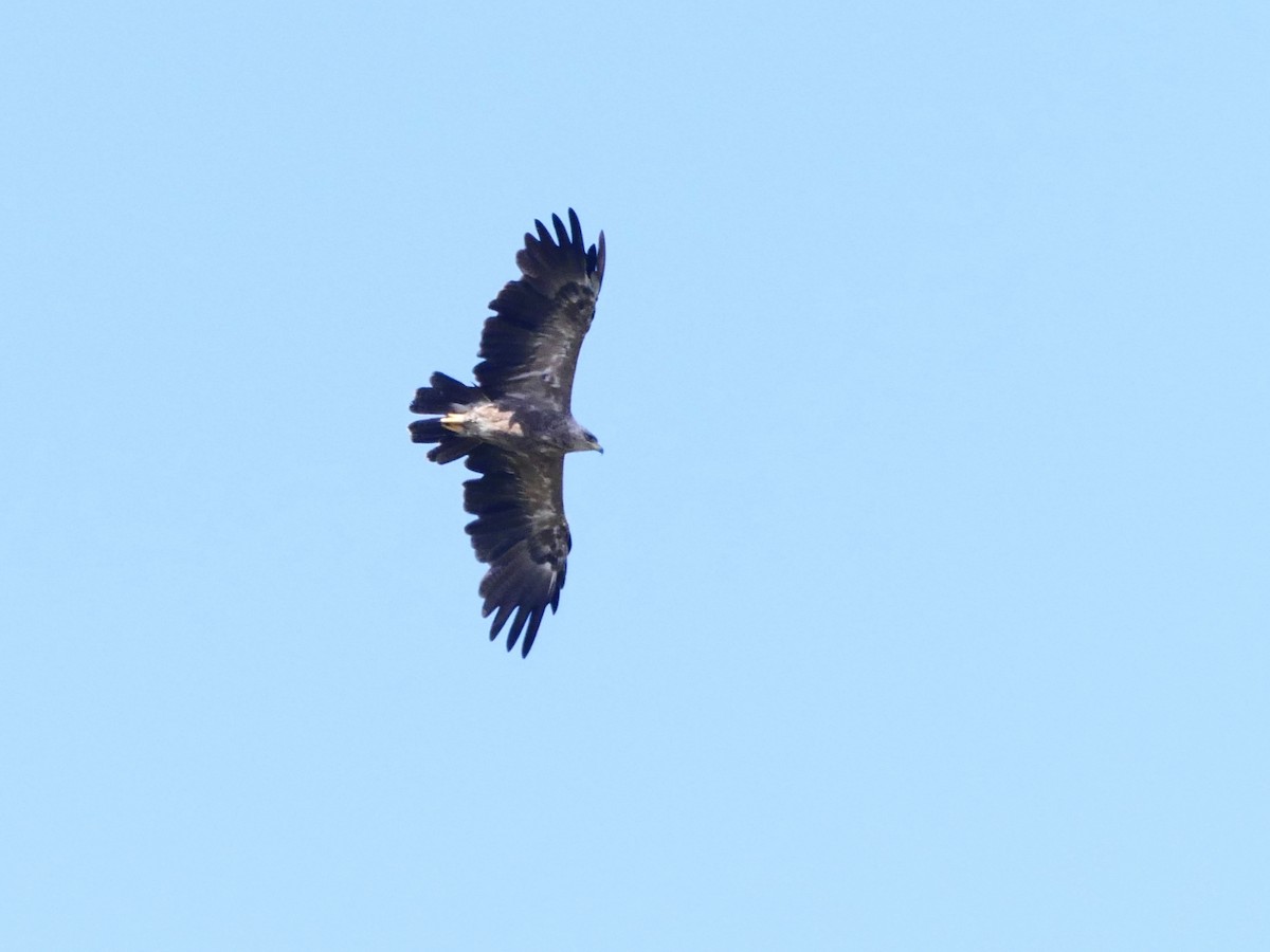 Lesser Spotted Eagle - ML626638750