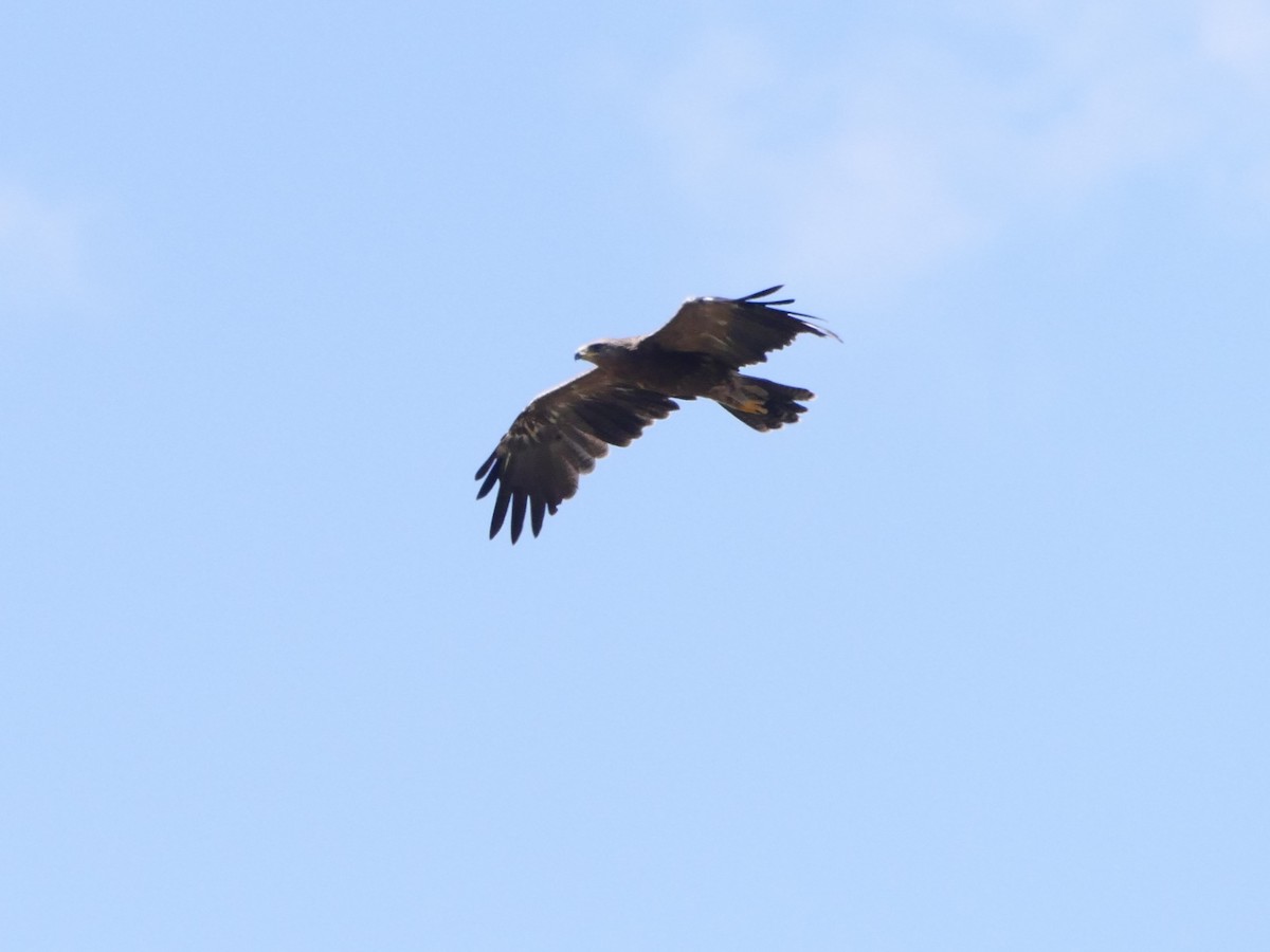 Lesser Spotted Eagle - ML626638752