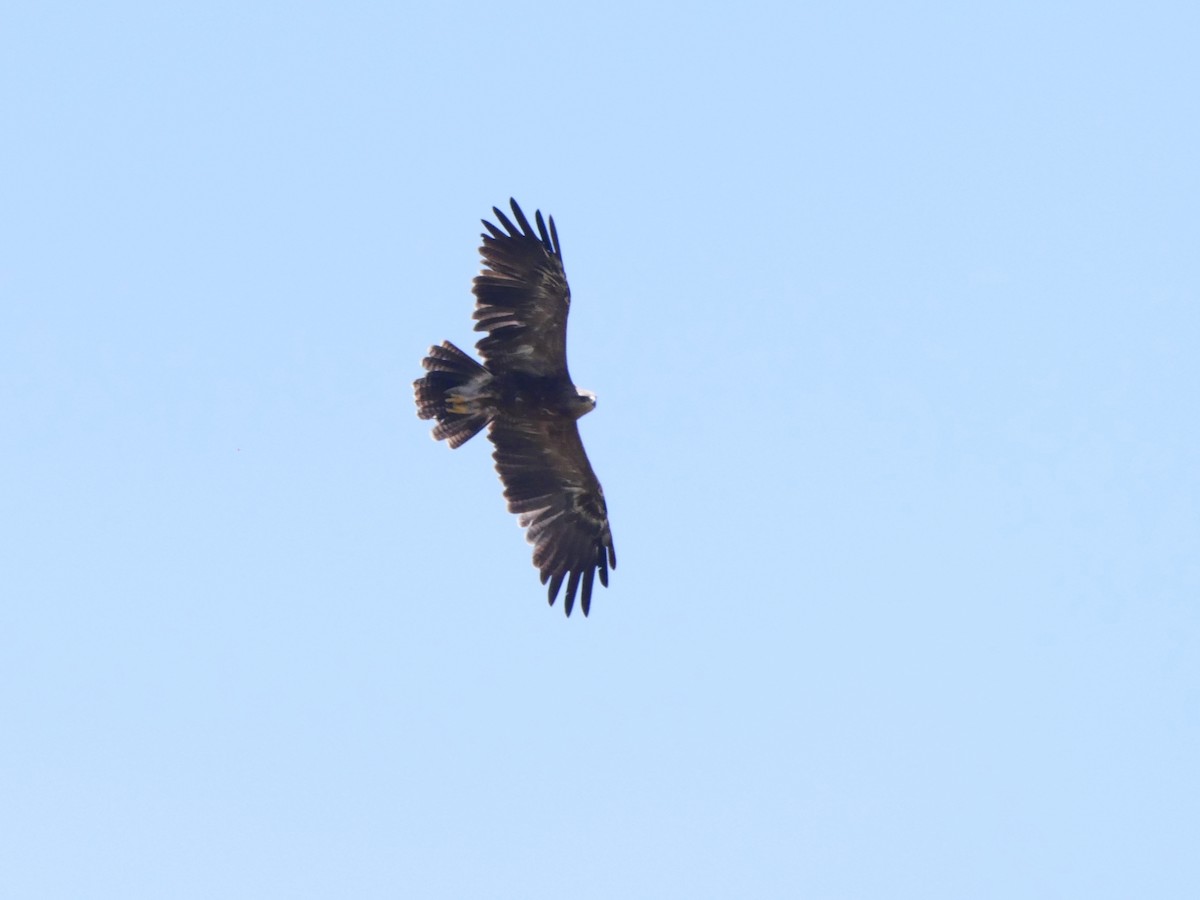 Lesser Spotted Eagle - ML626638753