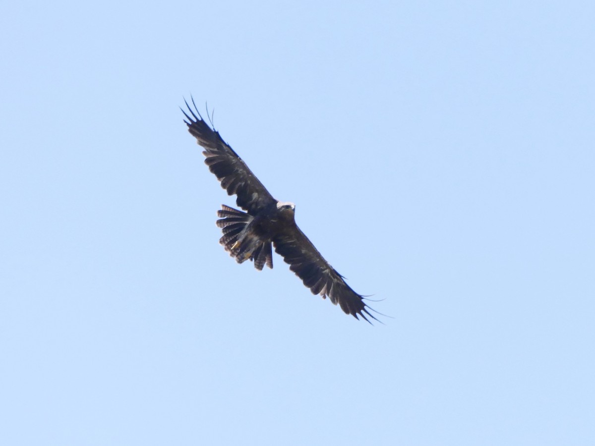 Lesser Spotted Eagle - ML626638754