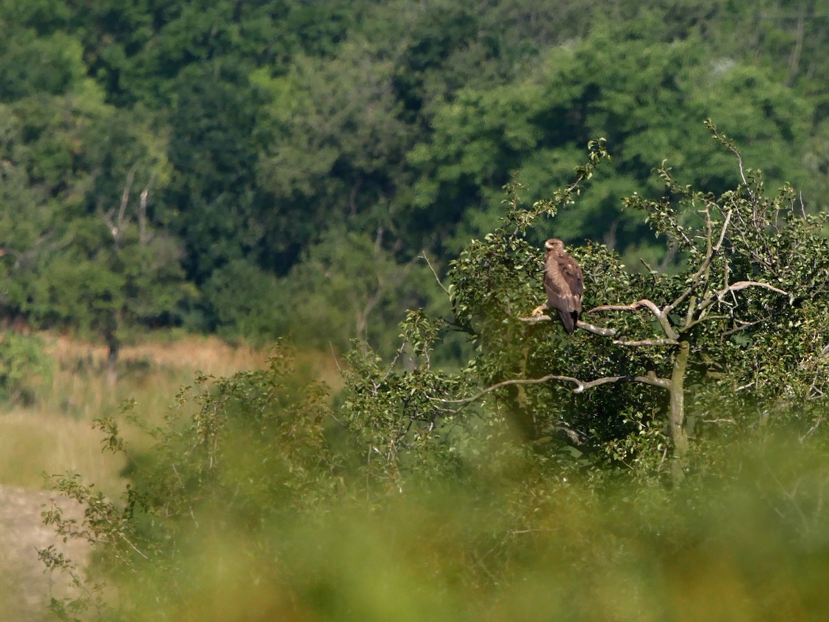 Lesser Spotted Eagle - ML626638755