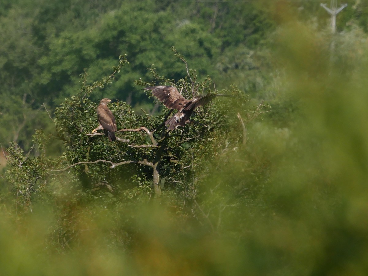 Lesser Spotted Eagle - ML626638756