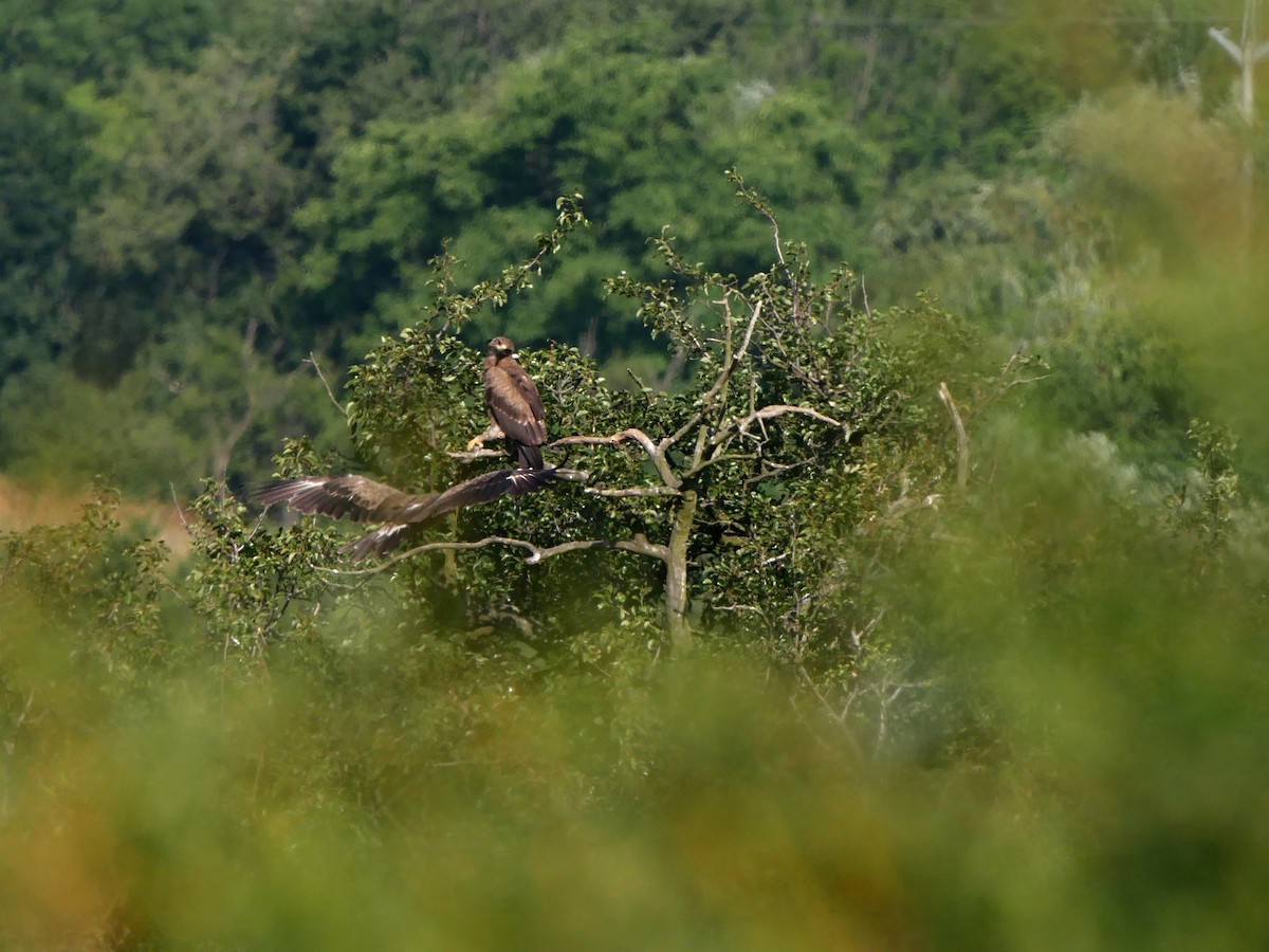 Lesser Spotted Eagle - ML626638757