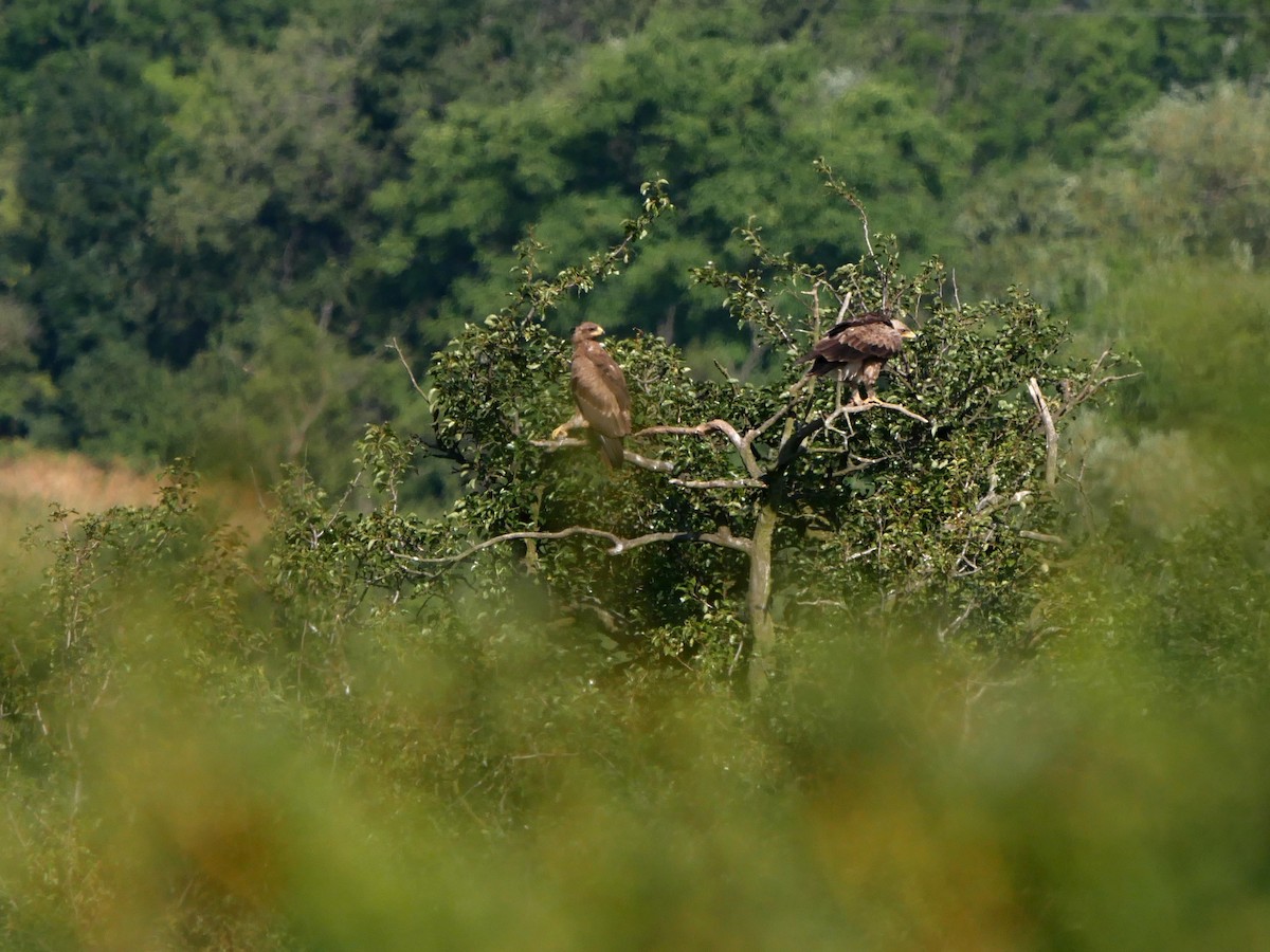 Lesser Spotted Eagle - ML626638758