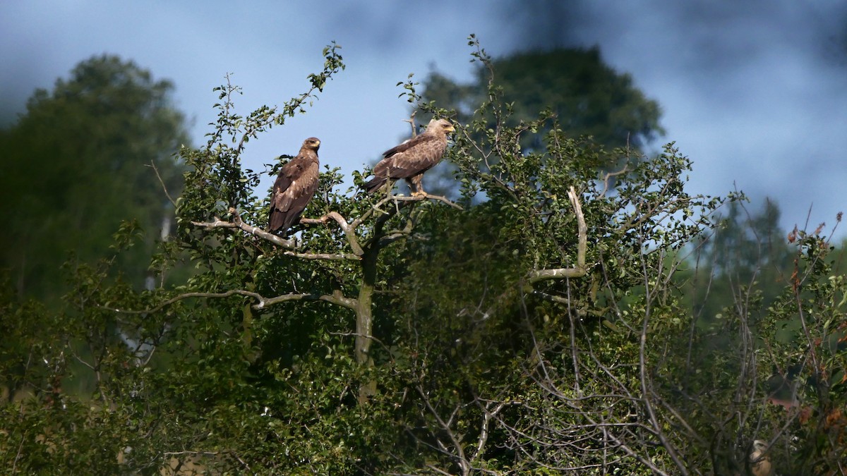 Lesser Spotted Eagle - ML626638759