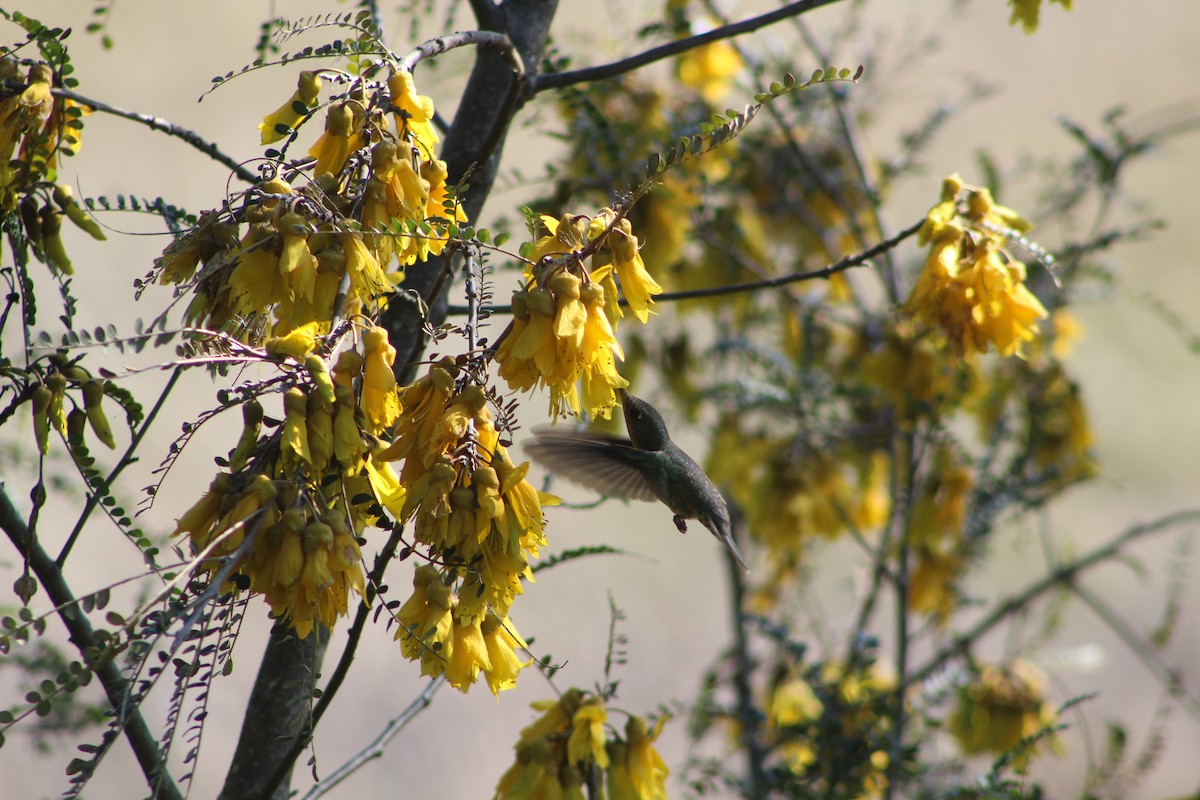 Green-backed Firecrown - ML626638793