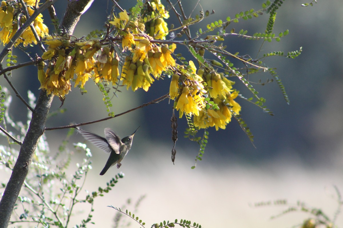 Green-backed Firecrown - ML626638794