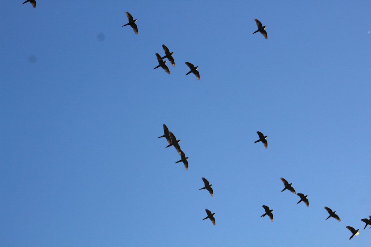 Slender-billed Parakeet - ML626638838