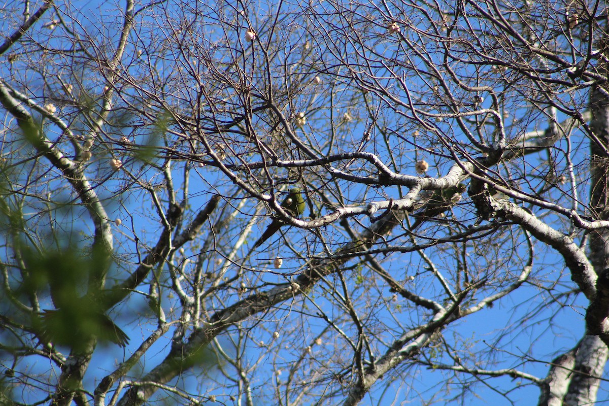 Slender-billed Parakeet - ML626638840