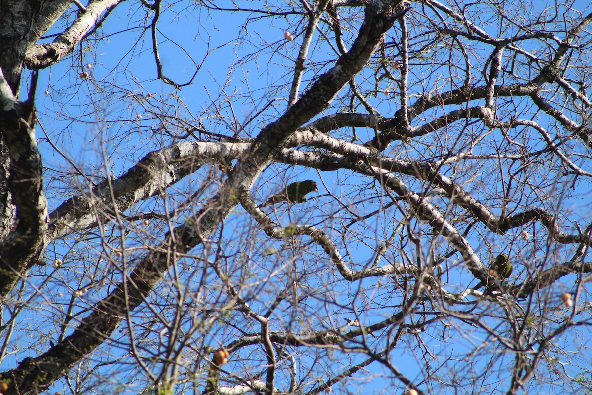 Slender-billed Parakeet - ML626638841