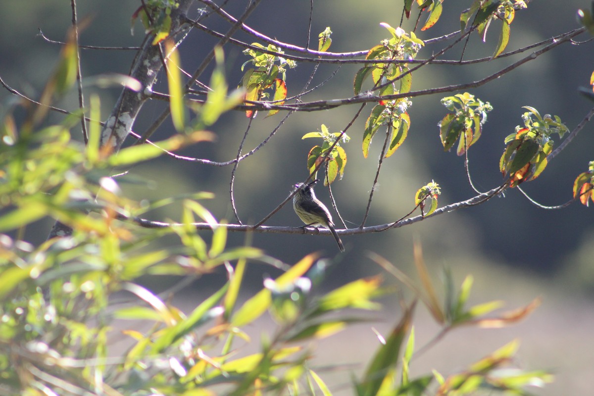 Tufted Tit-Tyrant - ML626638930
