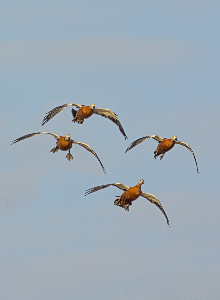 Ruddy Shelduck - ML626638967