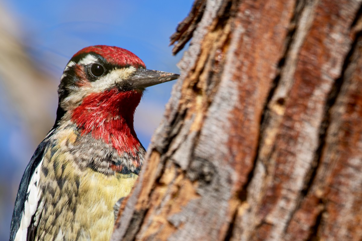 Red-naped x Red-breasted Sapsucker (hybrid) - ML626639260